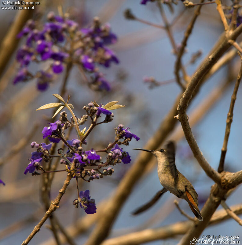 Ruby-topaz Hummingbird, identification, habitat, Flight, feeding habits