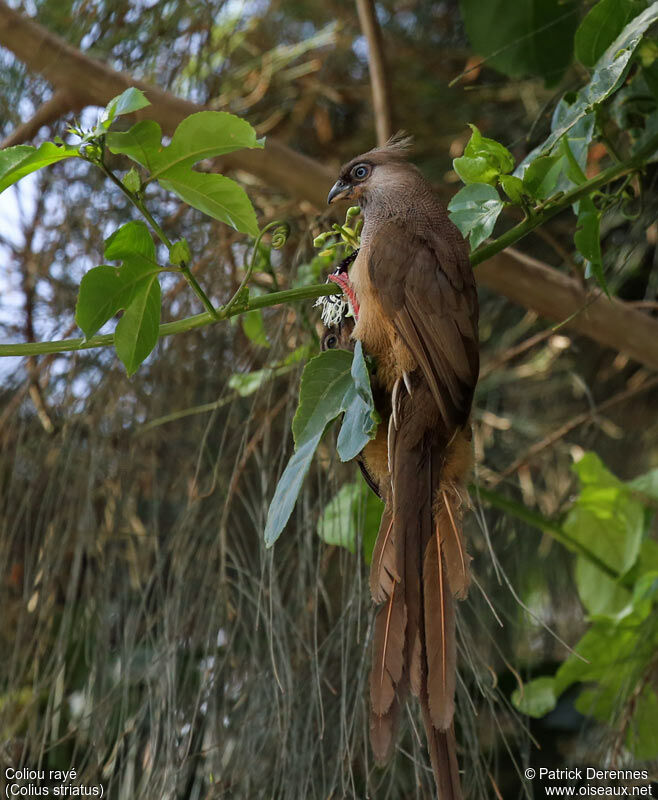 Speckled Mousebirdadult, identification