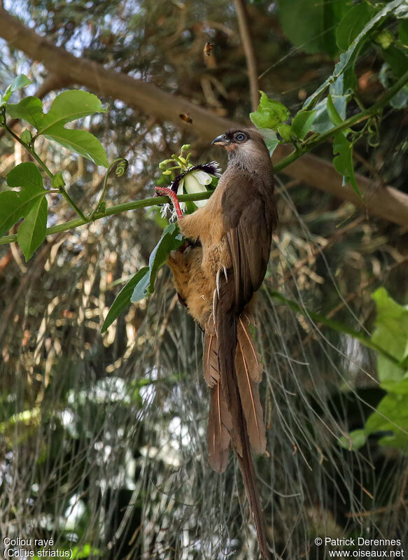 Speckled Mousebirdadult, identification