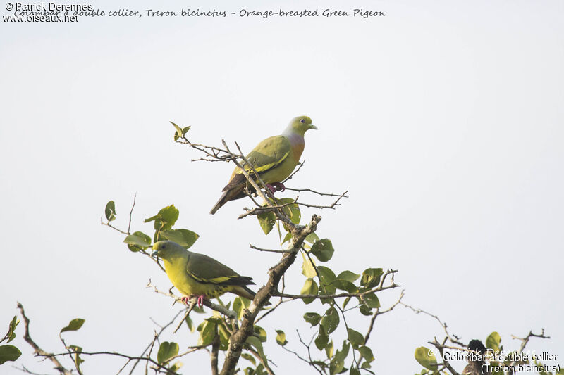 Orange-breasted Green Pigeonadult, habitat