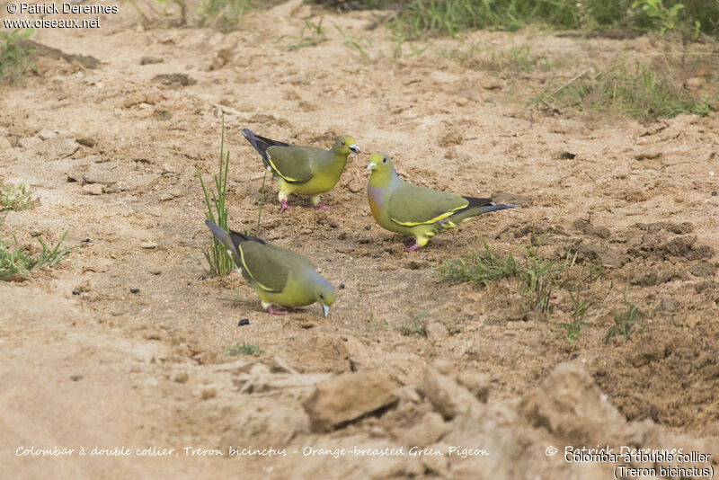 Orange-breasted Green Pigeon, feeding habits