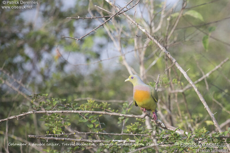 Orange-breasted Green Pigeon male, identification, habitat