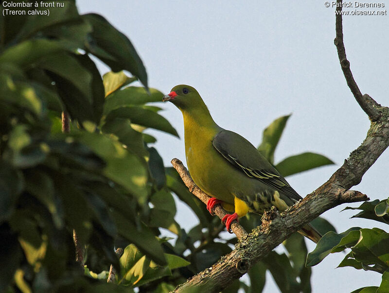 African Green Pigeon