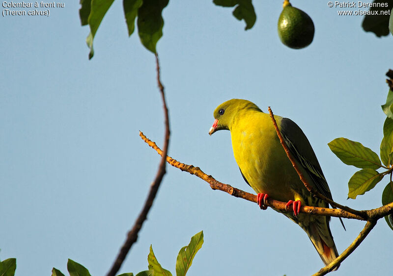 African Green Pigeon