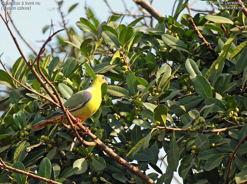 Colombar à front nu, identification