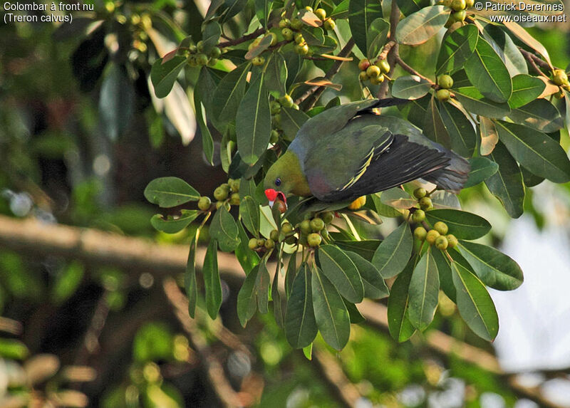 Colombar à front nu, identification, régime, Comportement