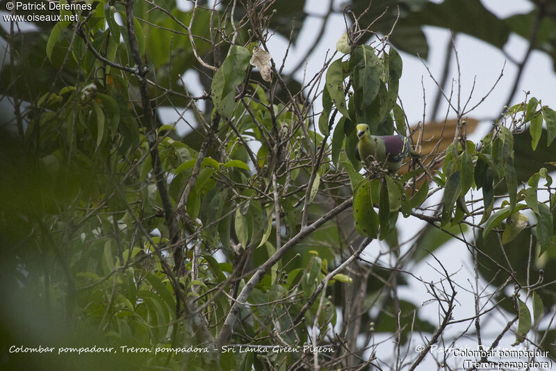 Colombar pompadour, identification, habitat, régime, mange