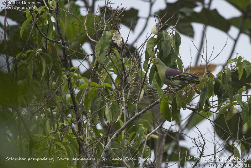 Colombar pompadour mâle, identification, habitat