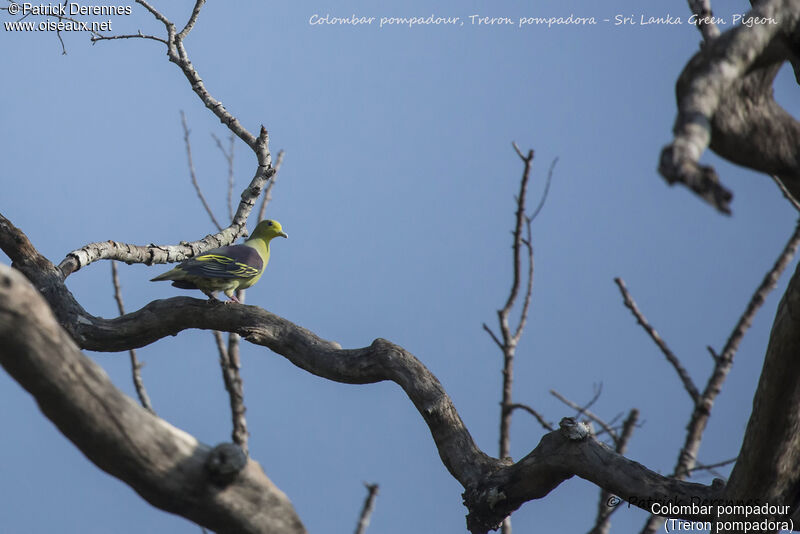 Colombar pompadour, identification, habitat