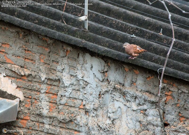 Ruddy Ground Dove