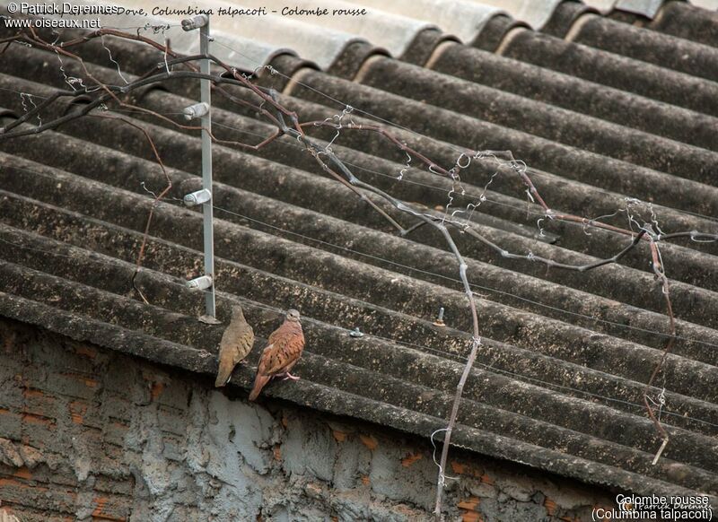 Ruddy Ground Dove