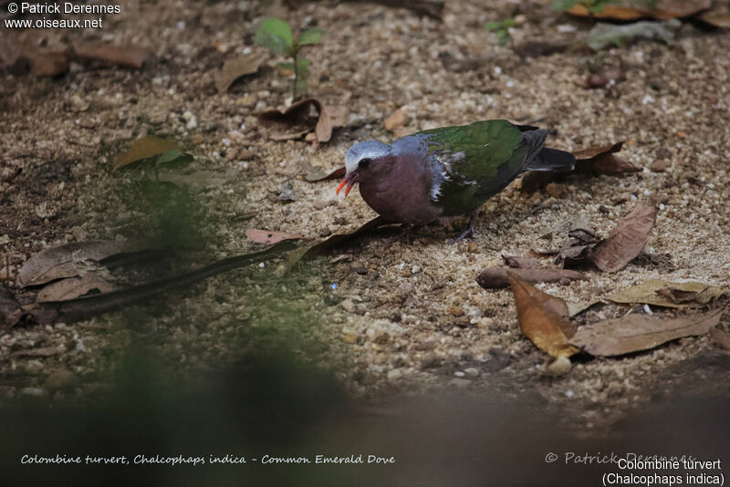 Common Emerald Dove male, identification, habitat