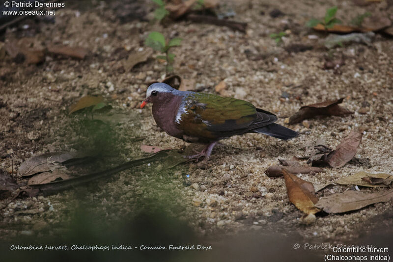 Common Emerald Dove male, identification, habitat