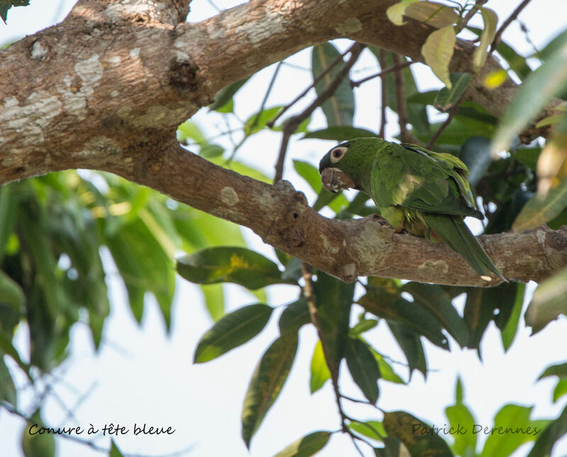 Blue-crowned Parakeet, identification, habitat, eats