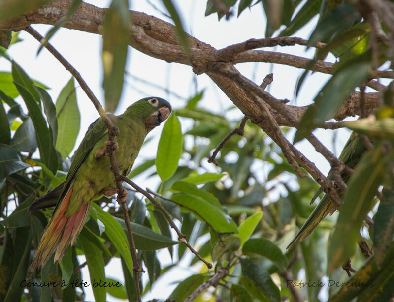 Conure à tête bleue, identification, habitat