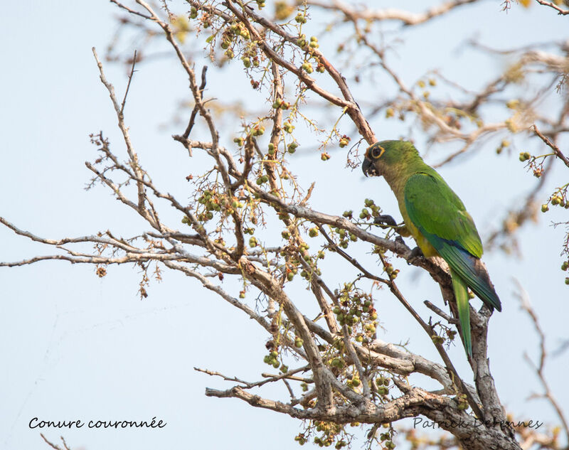 Conure couronnée, identification, habitat