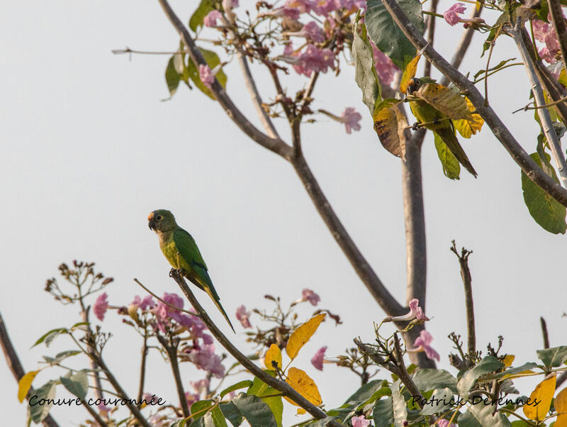 Peach-fronted Parakeet, identification, habitat