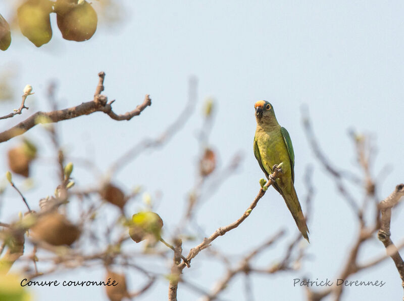 Peach-fronted Parakeet, identification, habitat