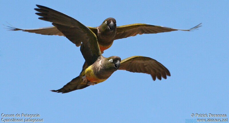 Burrowing Parrot