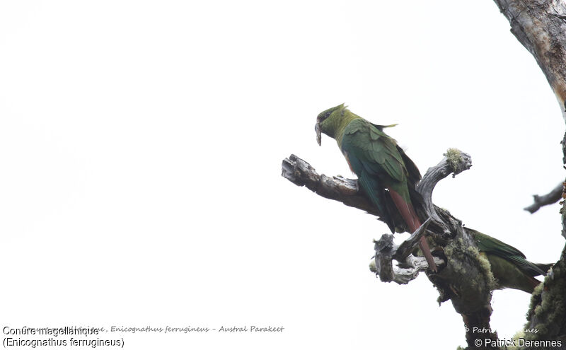 Conure magellanique