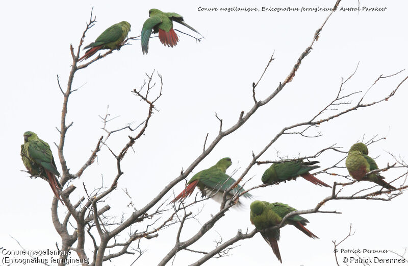 Conure magellanique