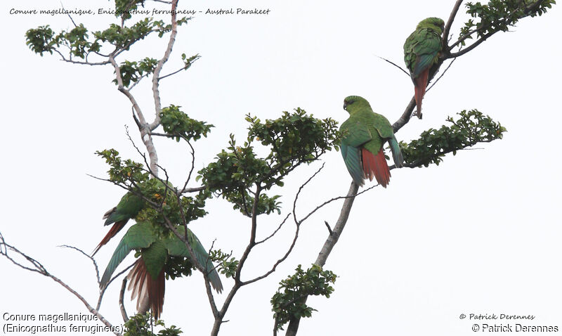 Conure magellanique