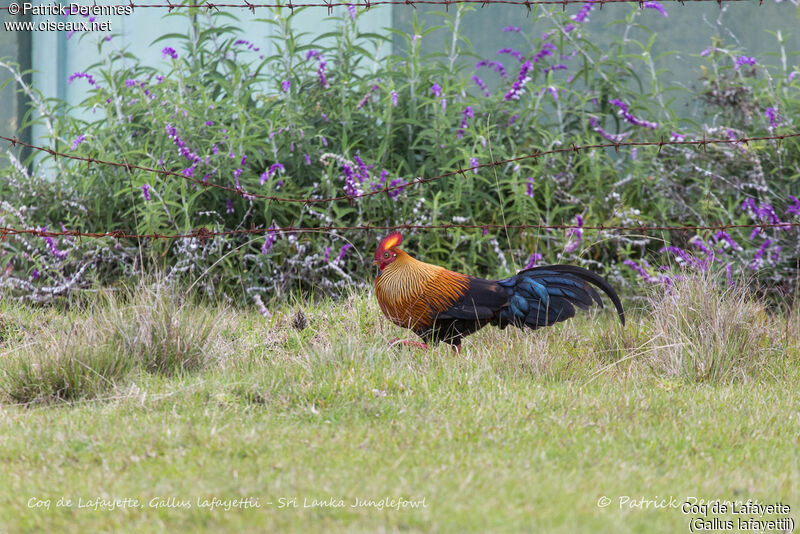 Sri Lanka Junglefowl male, identification, habitat