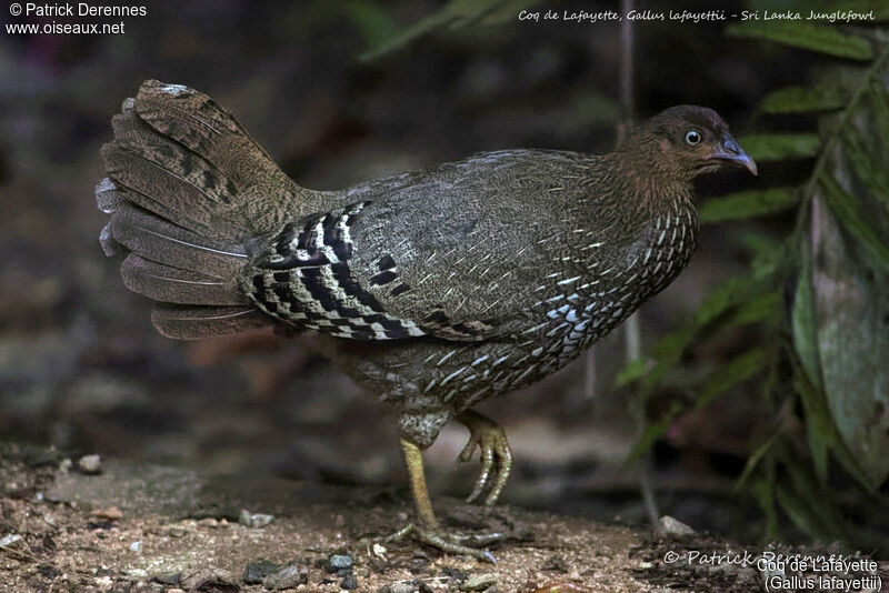 Sri Lanka Junglefowl female, identification, close-up portrait