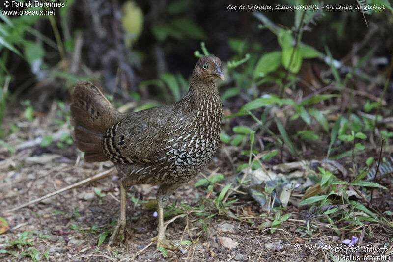 Coq de Lafayette femelle, identification