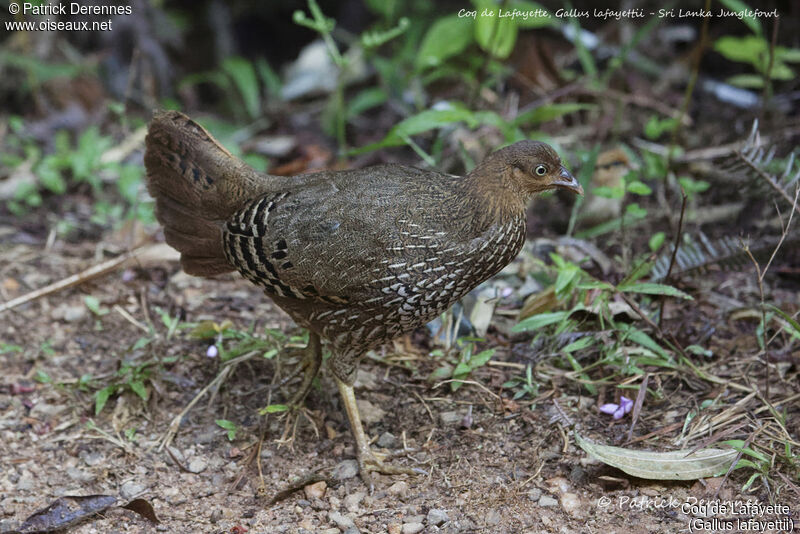 Coq de Lafayette femelle, identification