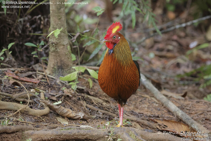 Sri Lanka Junglefowl male, identification