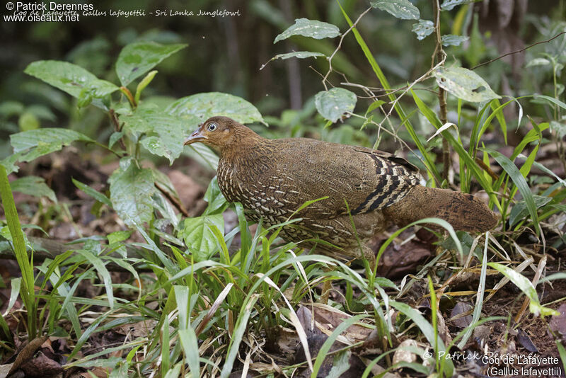 Coq de Lafayette femelle, identification, habitat