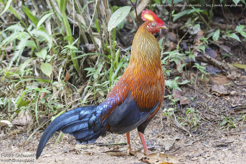 Coq de Lafayette mâle, identification