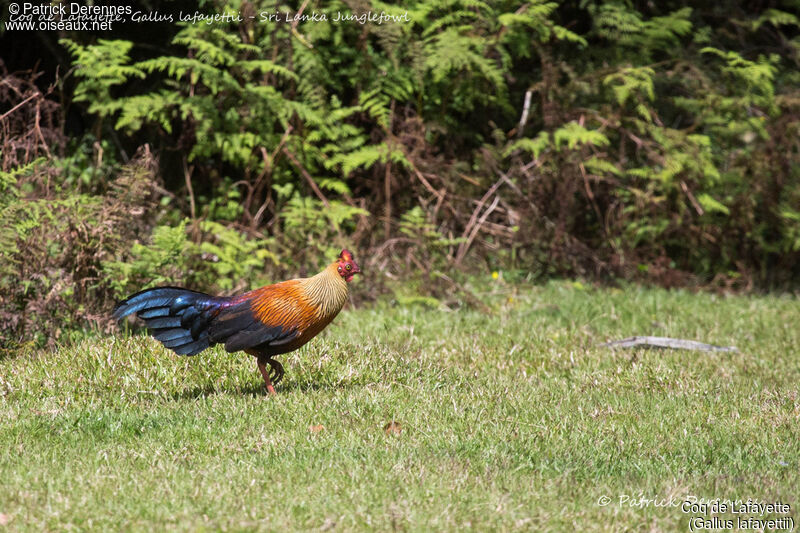 Sri Lanka Junglefowl male, identification, habitat