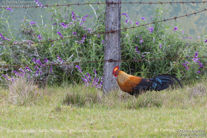 Sri Lanka Junglefowl male, identification, habitat