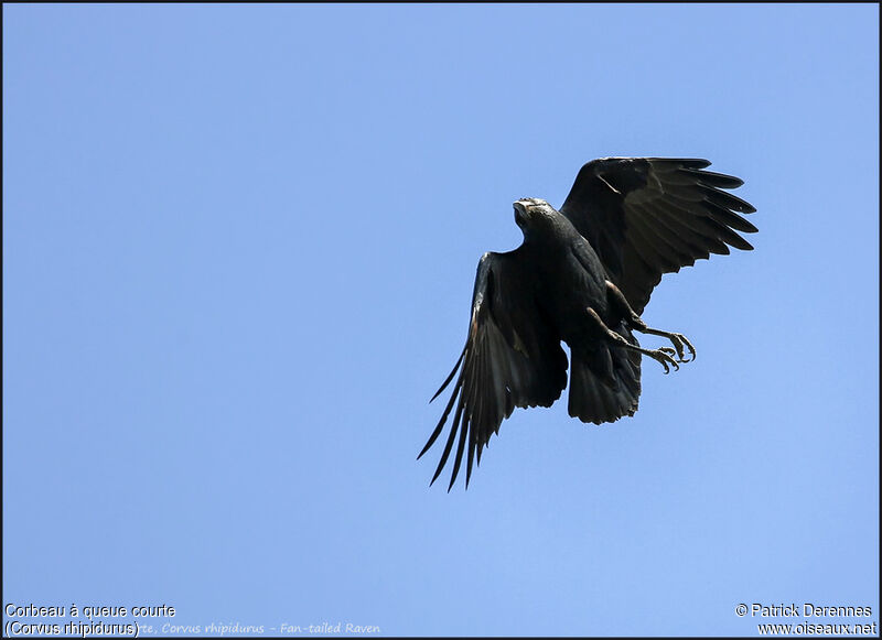 Corbeau à queue courte, Vol