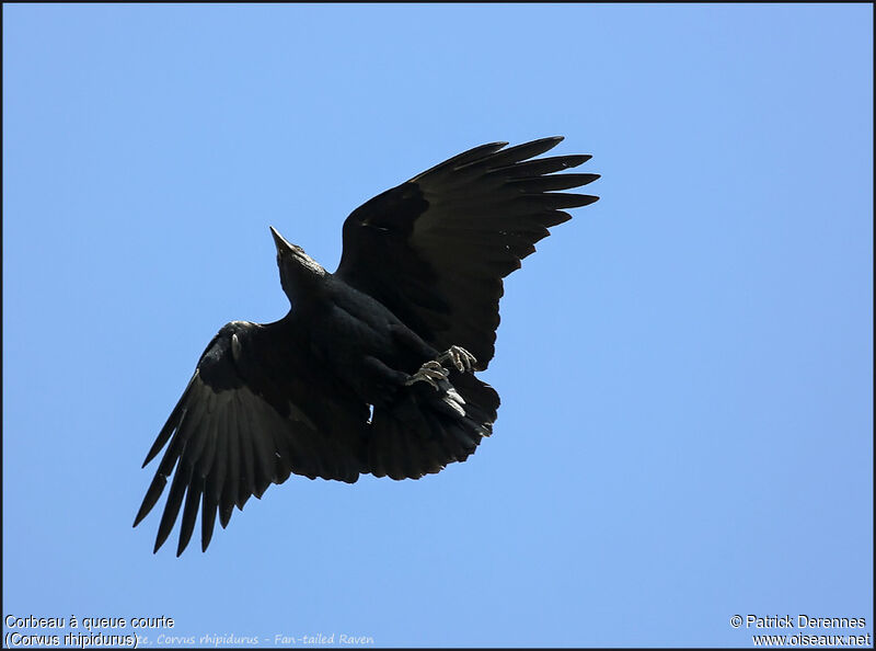 Corbeau à queue courte, Vol