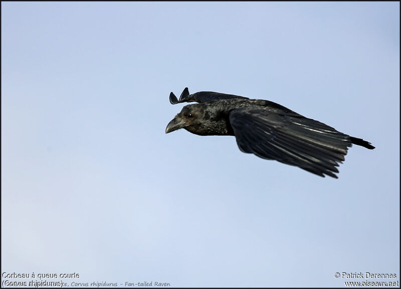 Corbeau à queue courte, Vol