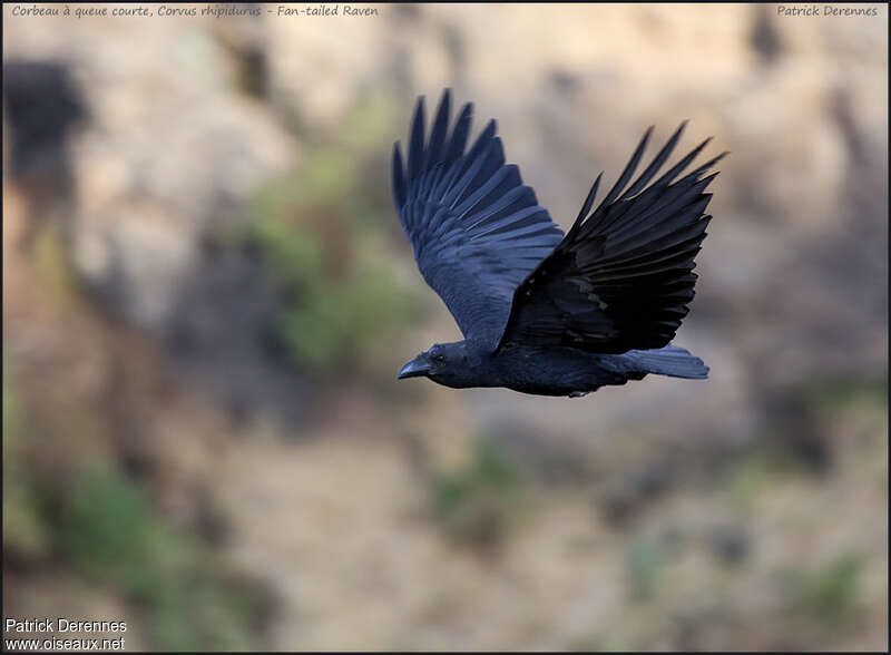 Fan-tailed Ravenadult, Flight