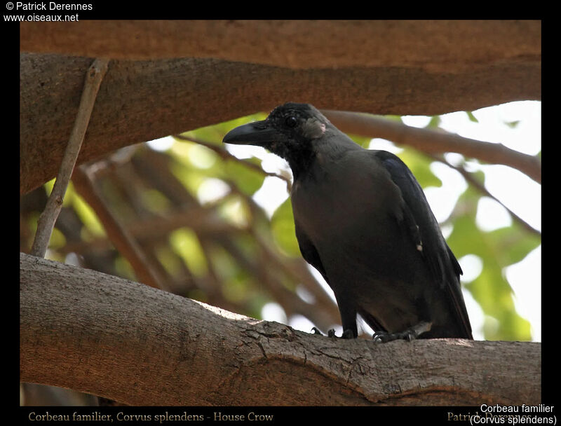 Corbeau familier, identification