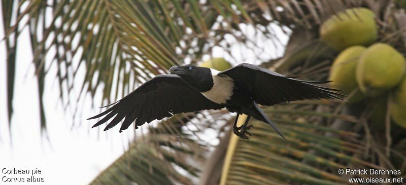 Pied Crow