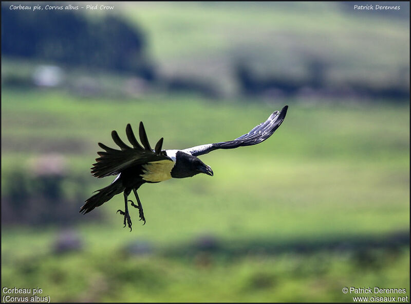 Corbeau pie