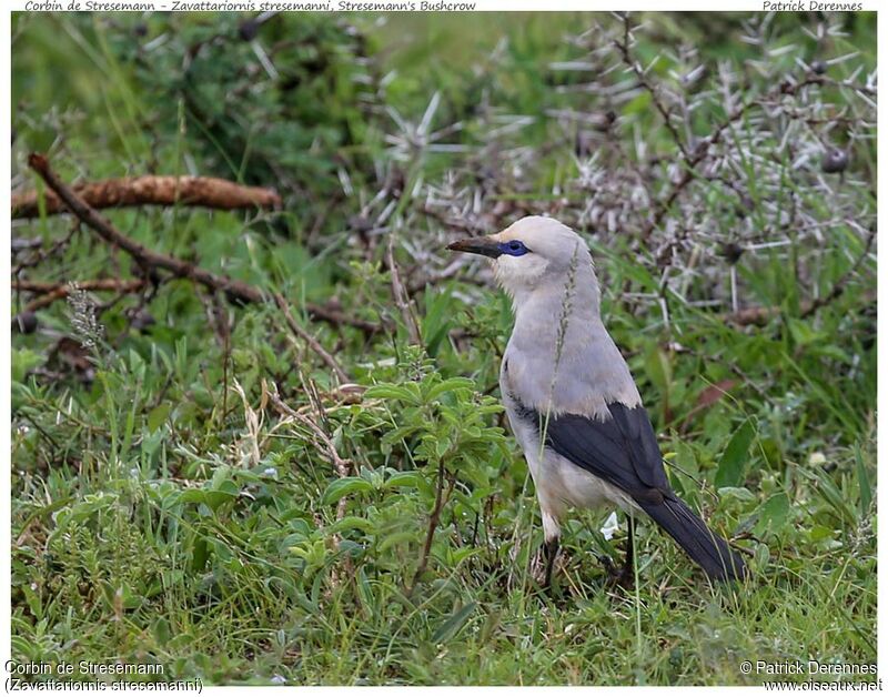 Stresemann's Bushcrowadult, identification