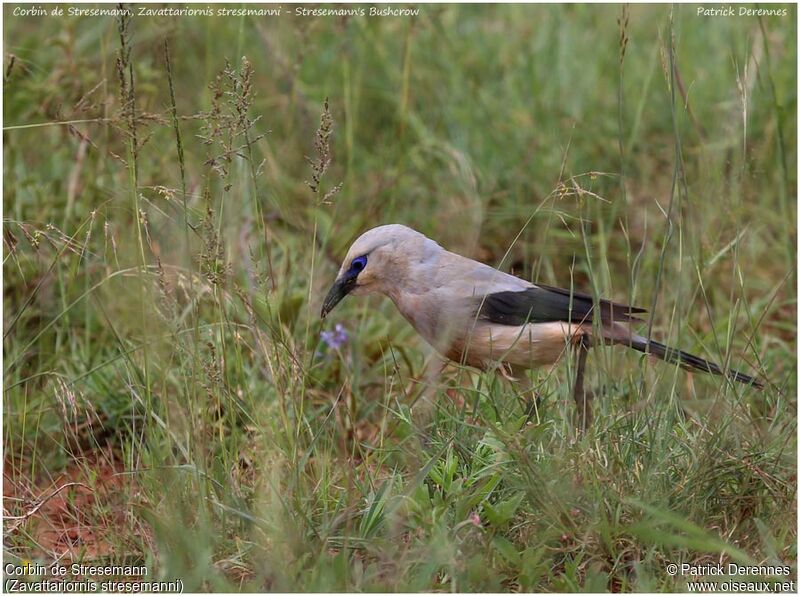 Stresemann's Bushcrowadult, identification