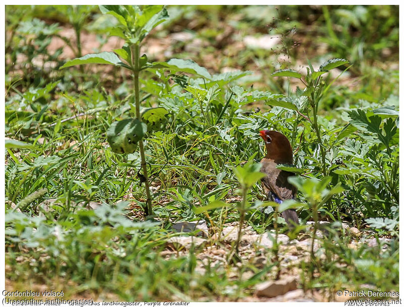 Purple Grenadier female adult, identification