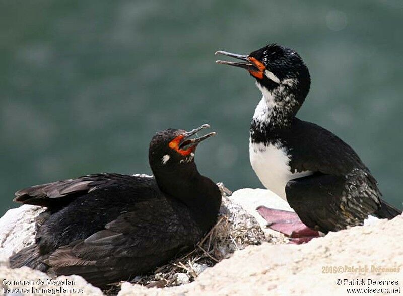 Cormoran de Magellan adulte nuptial