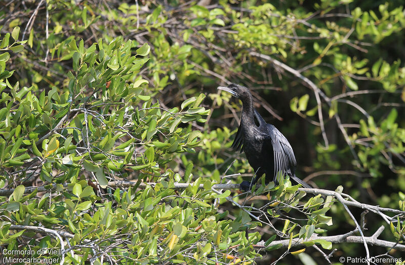 Little Cormorant