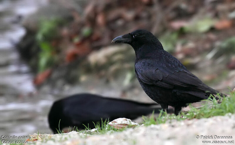 Carrion Crowadult post breeding, identification