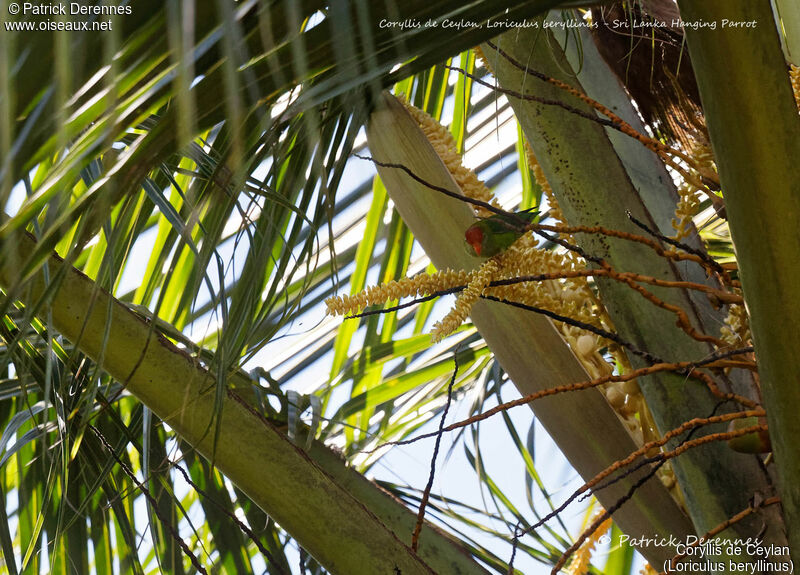 Sri Lanka Hanging Parrot, identification, habitat