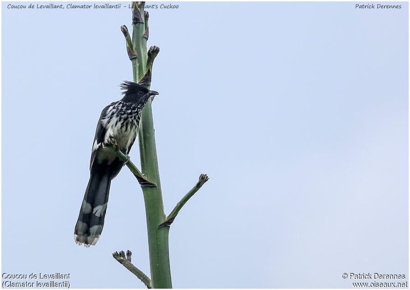 Levaillant's Cuckooadult, identification